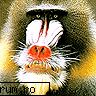 aici postatzi imagini funyy